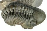Flying Crotalocephalina Trilobite with Reedops #339524-7